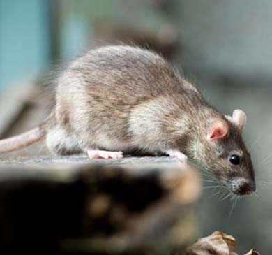 San Antonio Rat Control