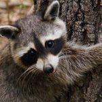 Wildlife Removal