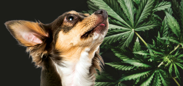 CBD for Dogs