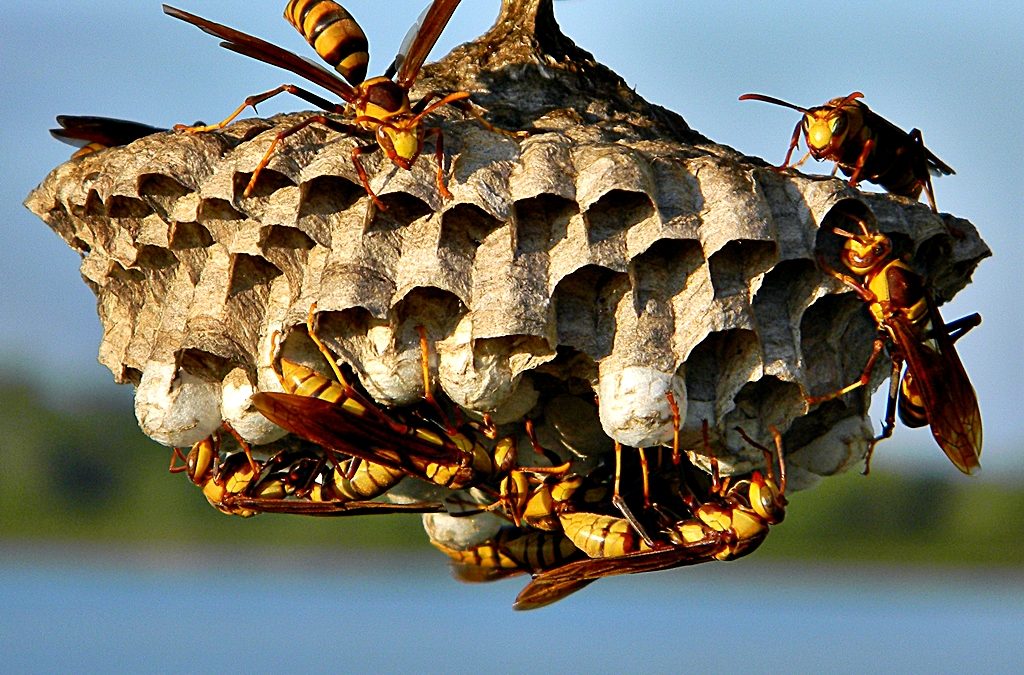 Wasp Nest Removal